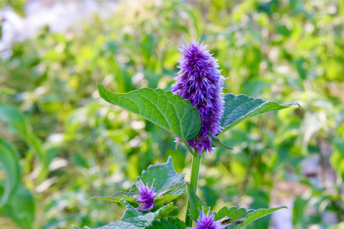 Anise Hyssop Flower