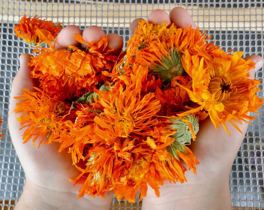 Dried Vibrant Calendula for Salve