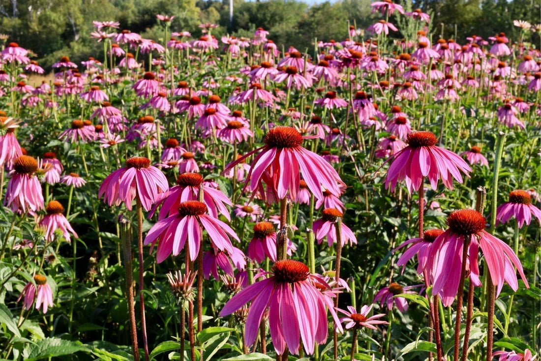 Echinacea in Bloom