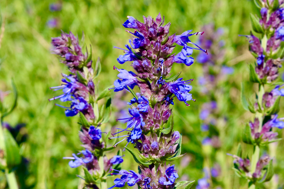 Close Up of Hyssop Flower at their Peak