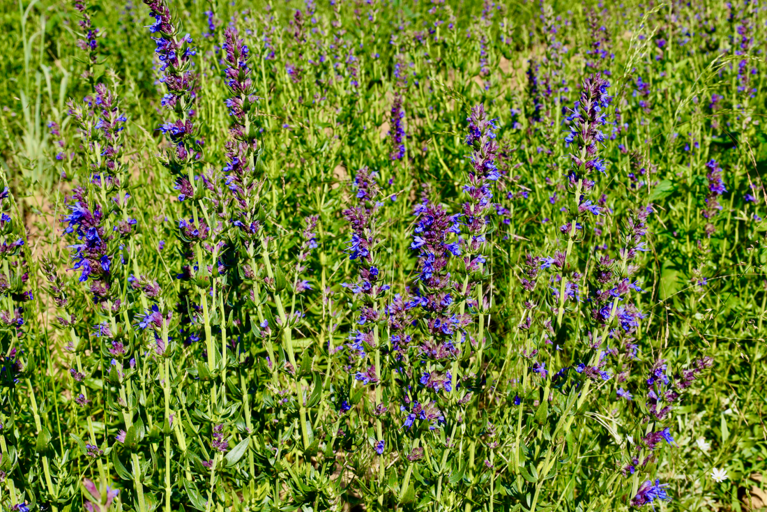Hyssop Plant