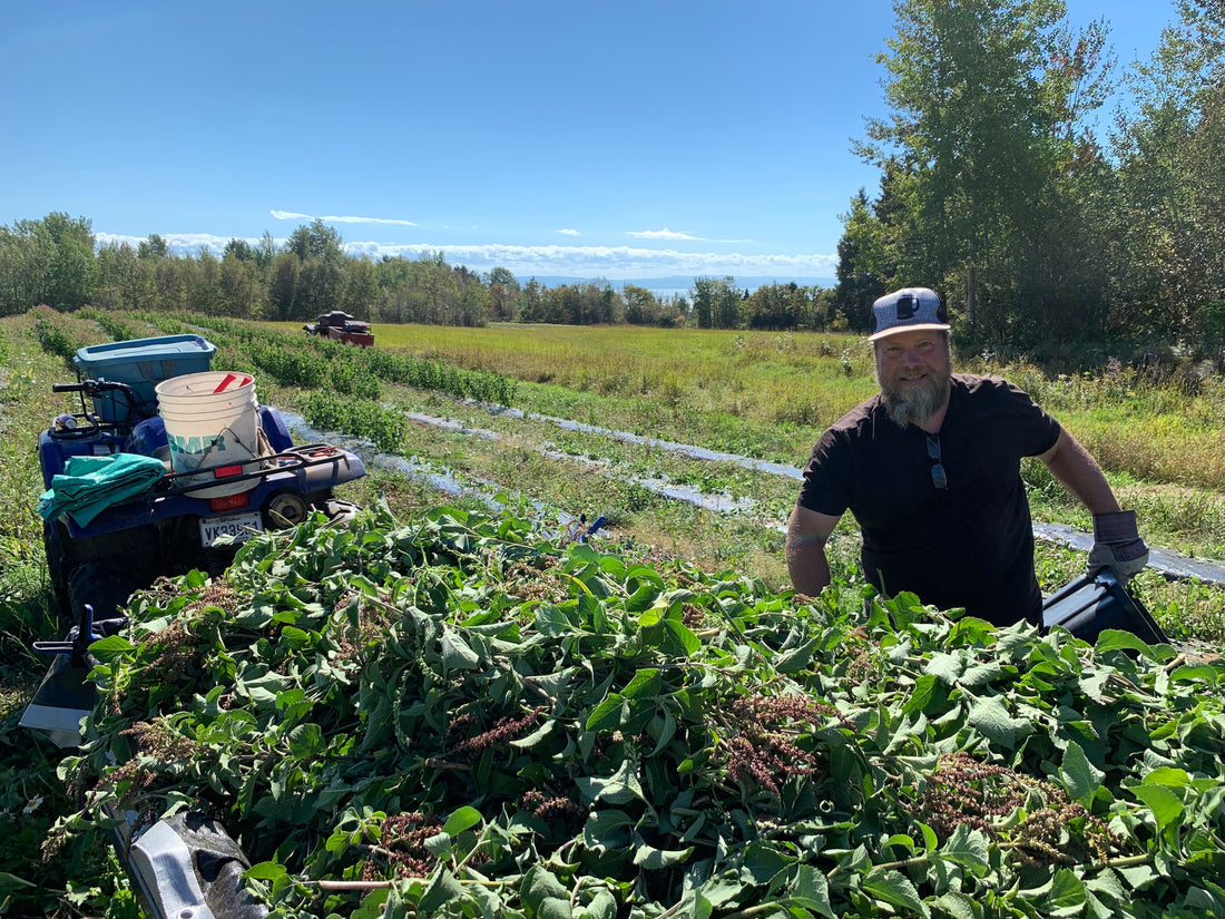 Harvesting Tulsi on the Farm