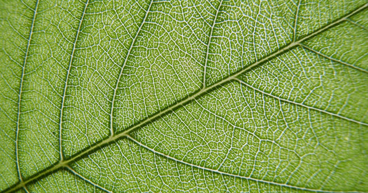 Whole leaf loose leaf tea