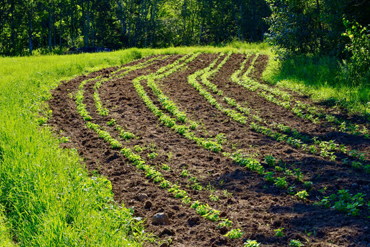 Field of Young Nettle