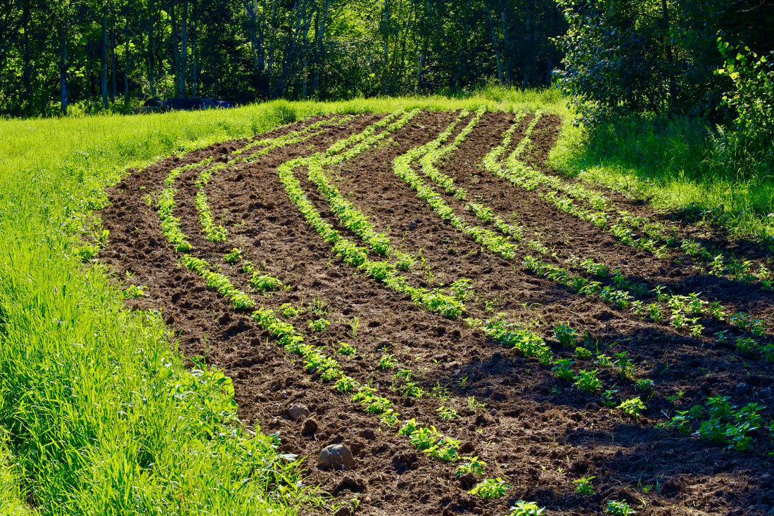 Field of Young Nettle