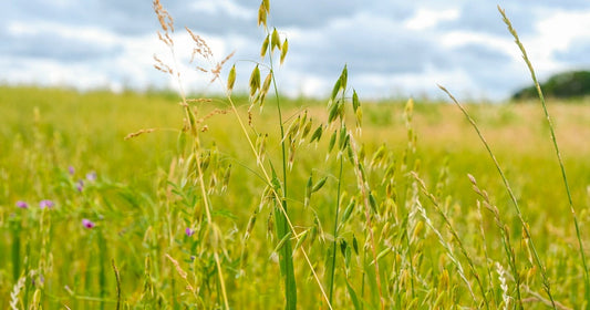 Milky Oats for Calm and Restoration: A Gentle Tonic for the Nervous System