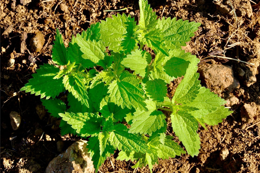 Where to Buy Stinging Nettle
