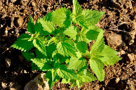 Where to Buy Stinging Nettle