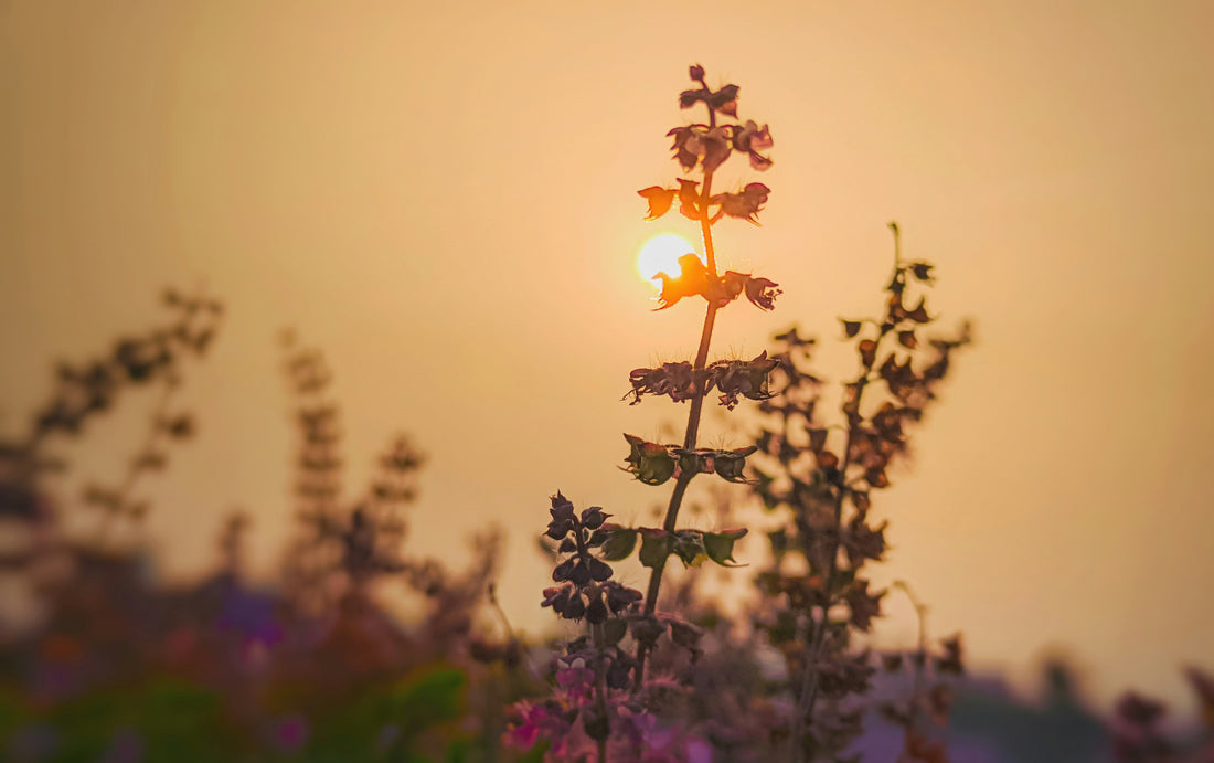 Organic Tulsi Rama at Sunset