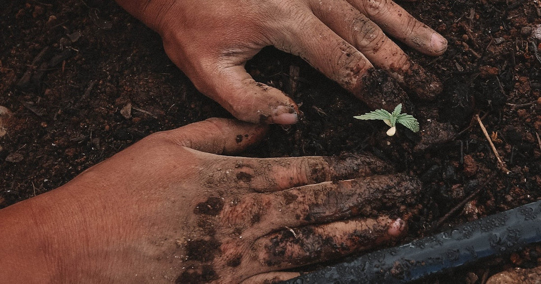 Organic Nettle Being Planted