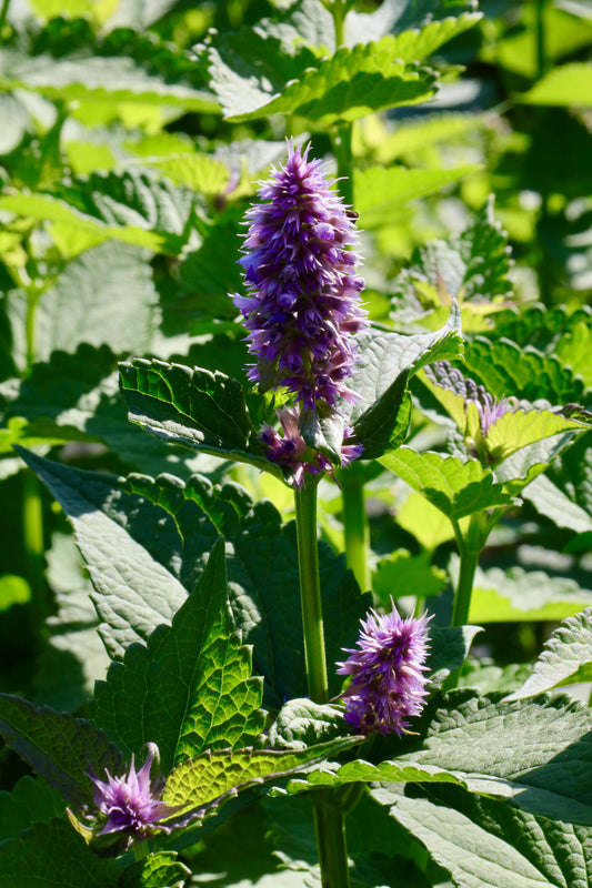 Anise Hyssop Flower Zoomed In