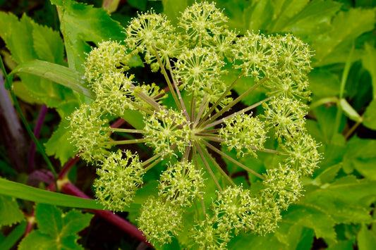 Organic Angelica Umbels
