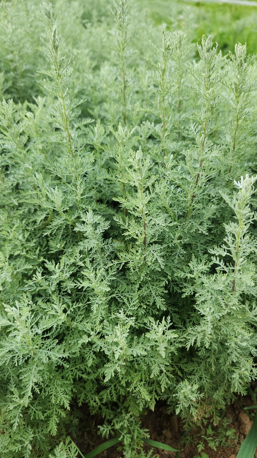 Roman Wormwood (Artemisia pontica) at Peak Growth