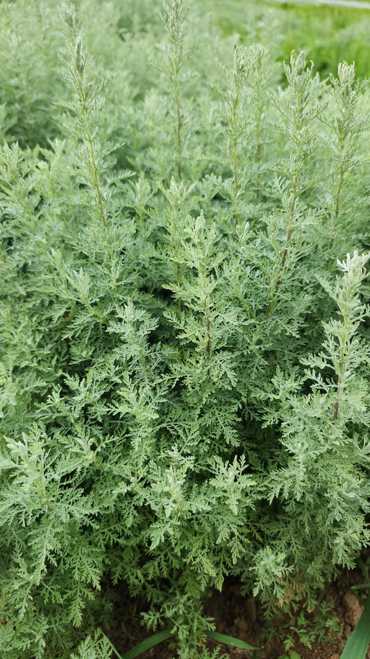Roman Wormwood (Artemisia pontica) at Peak Growth