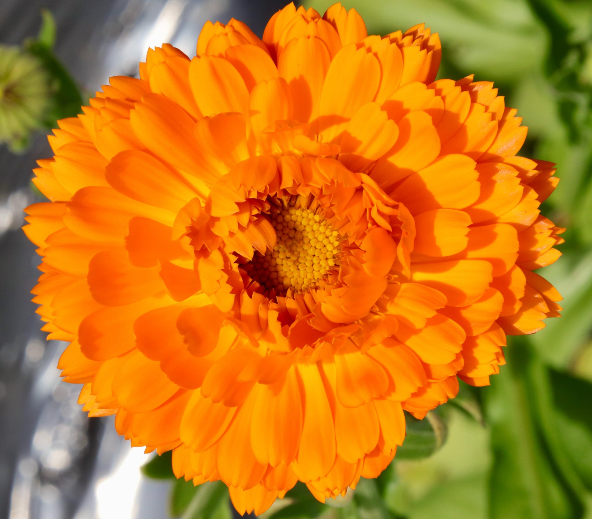 Calendula Full Bloom Close Up