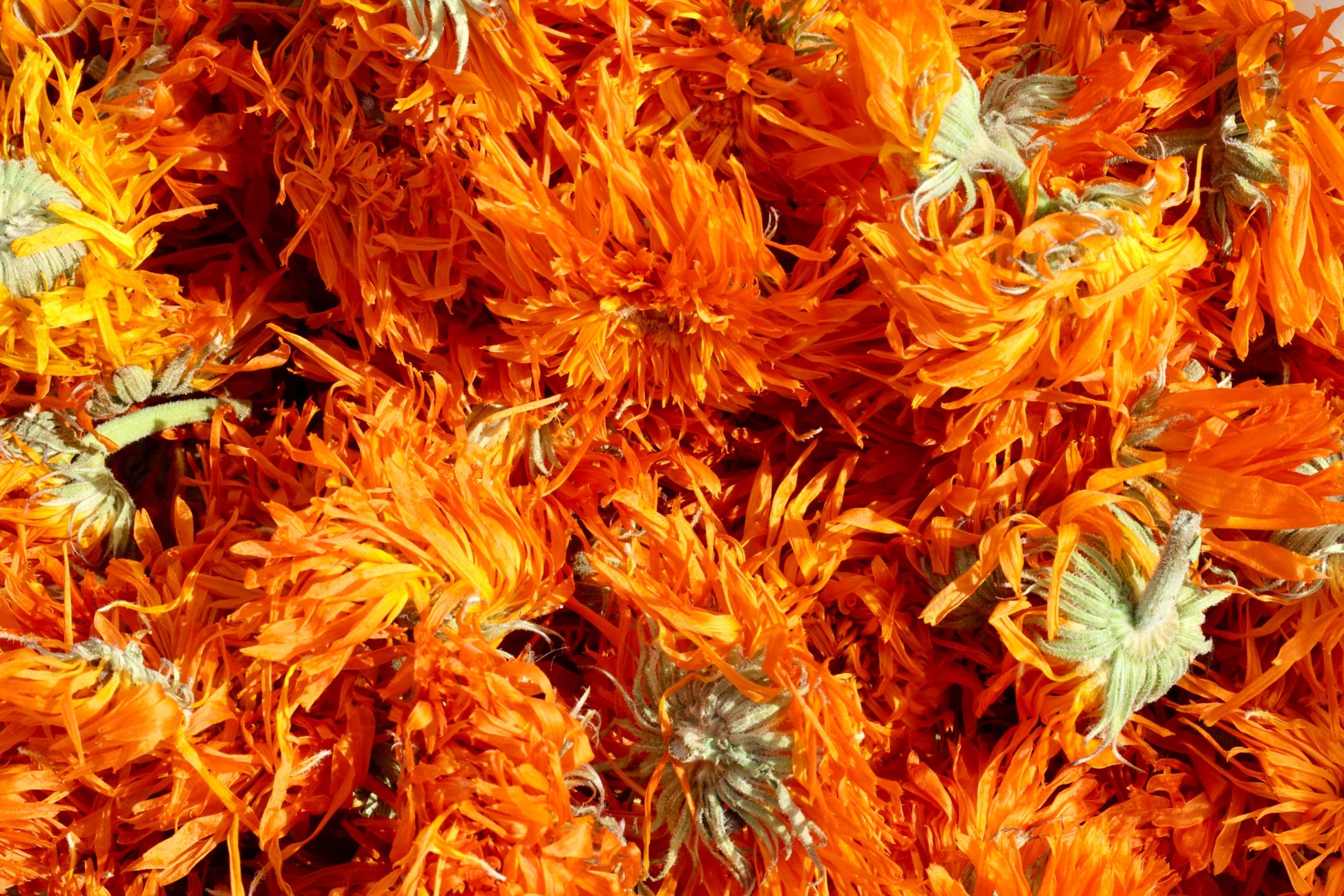 Bright Orange Dried Calendula