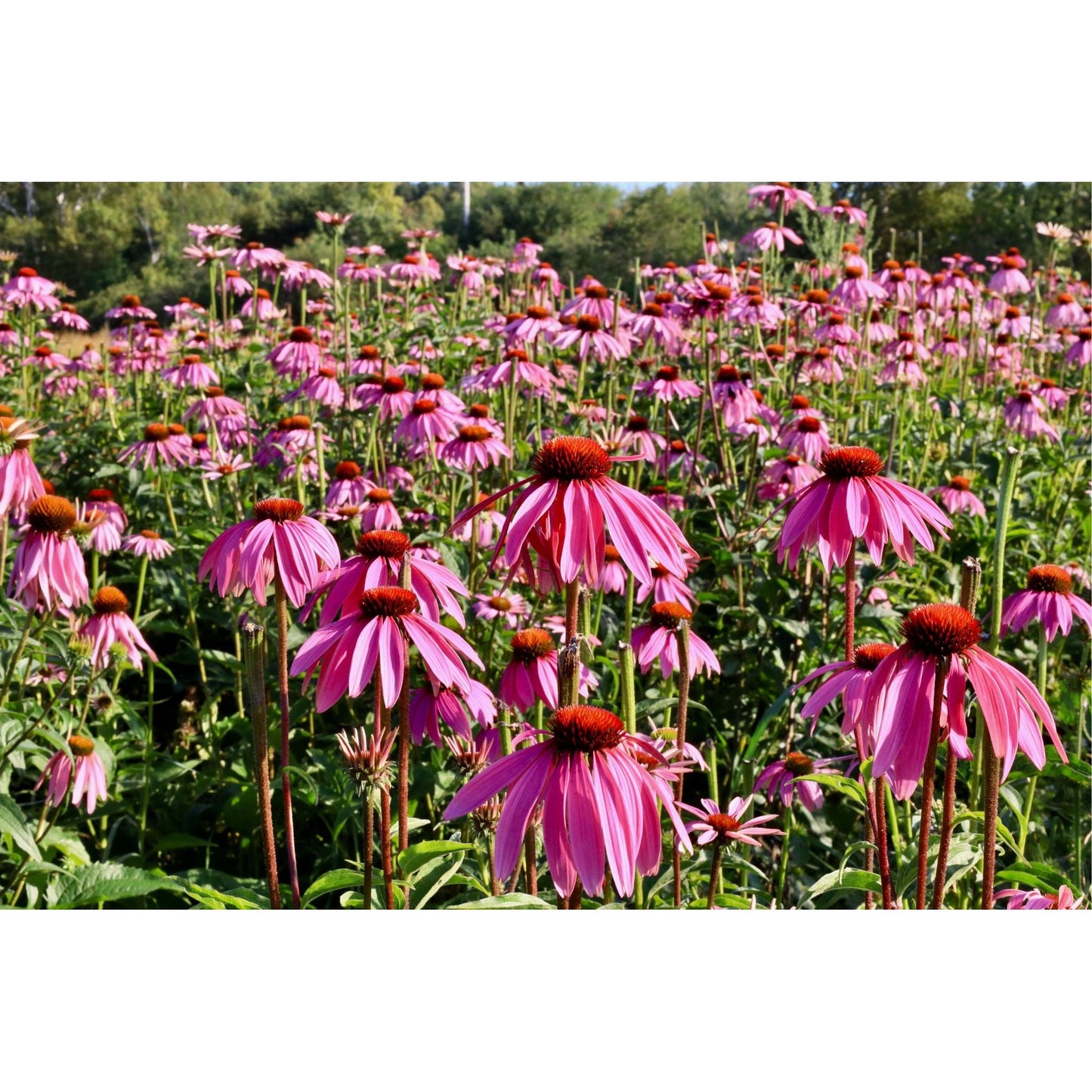 Echinacea field 2