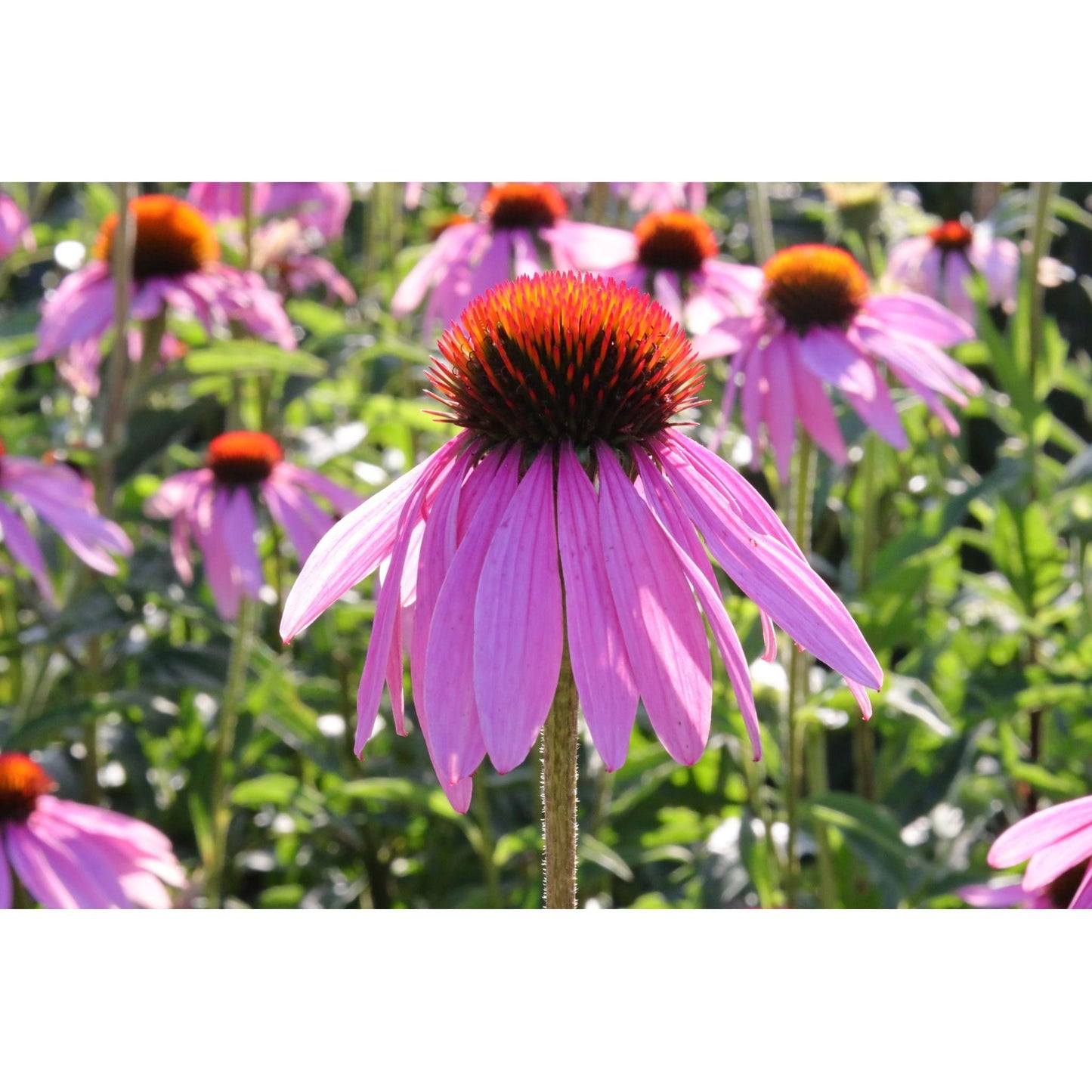 Echinacea Flower