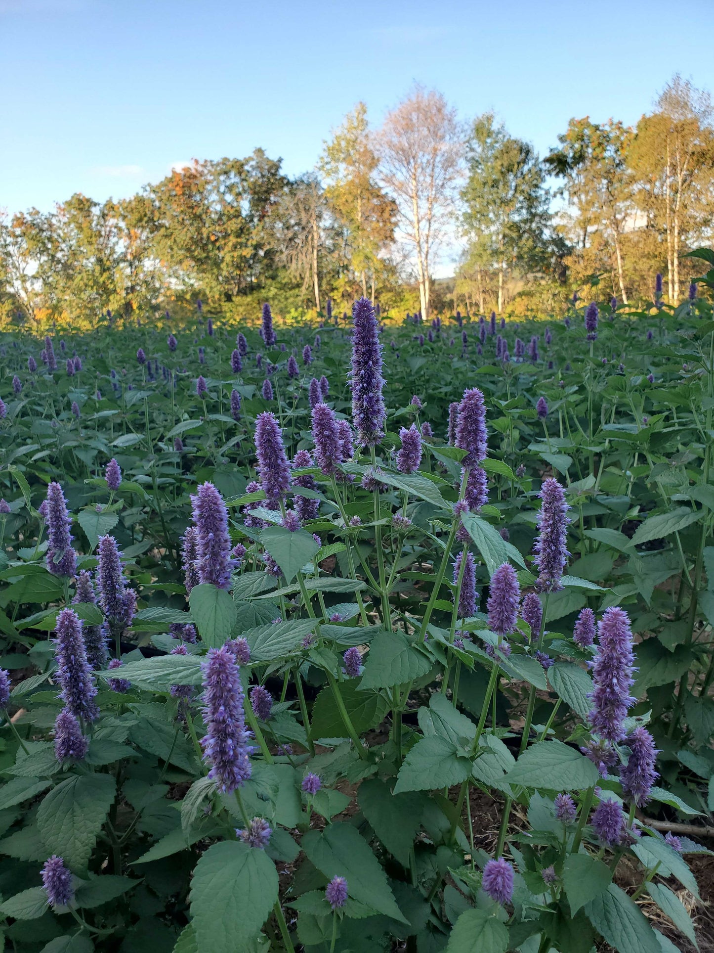 Organic Anise Hyssop in Field