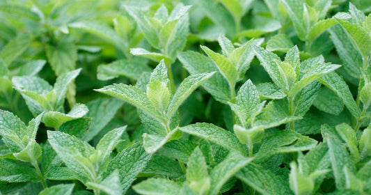Peppermint Fresh Plant