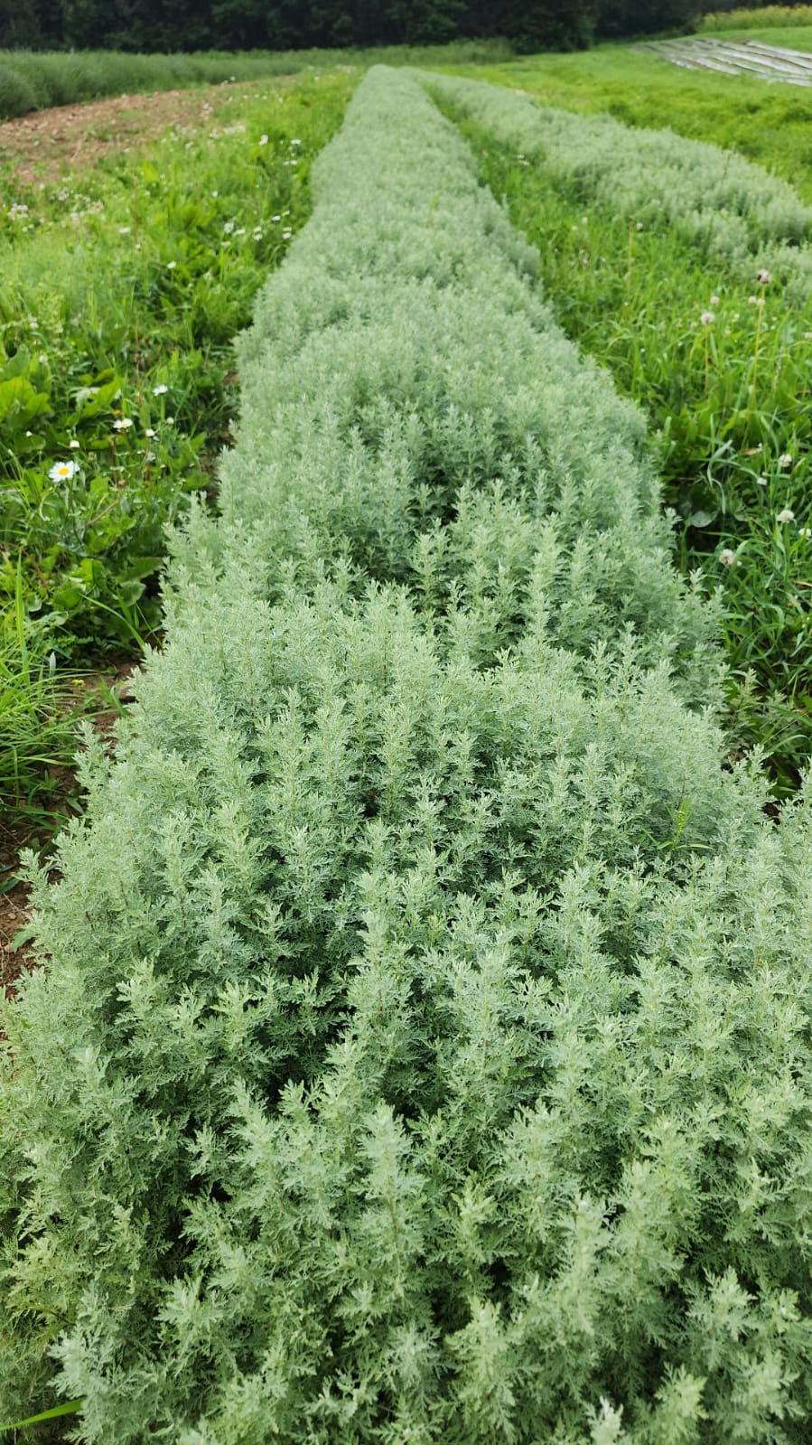 Petite Absinthe growing in our fields