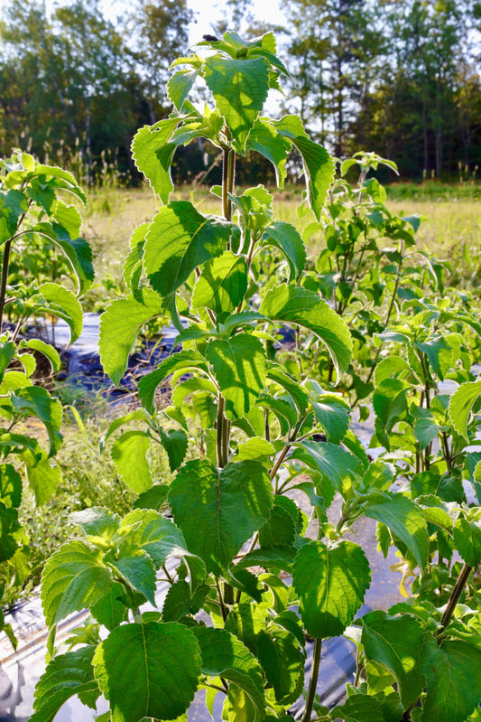 Tulsi about to flower