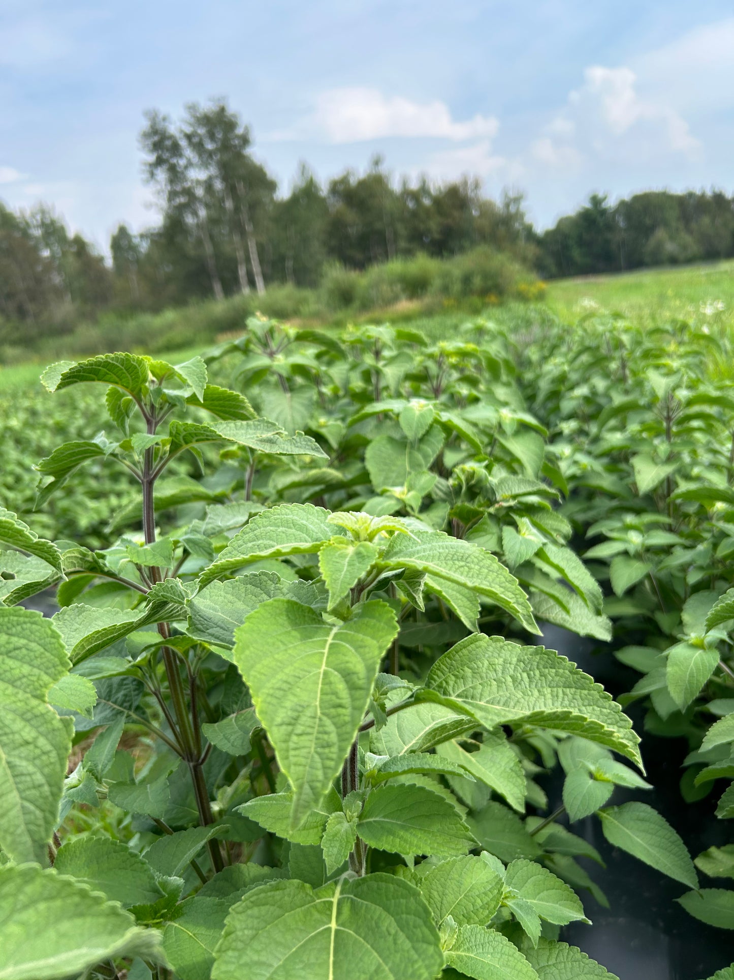 Field of Healthy Tulsi