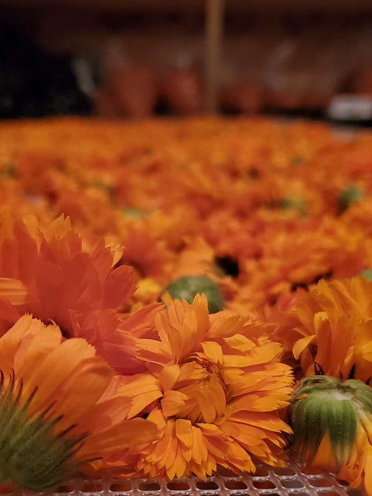 Vibrant Organic Calendula drying on racks