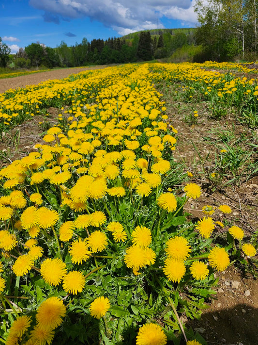 Dandelion rows in full bloom at La Ferme À Ciel Sur Mer