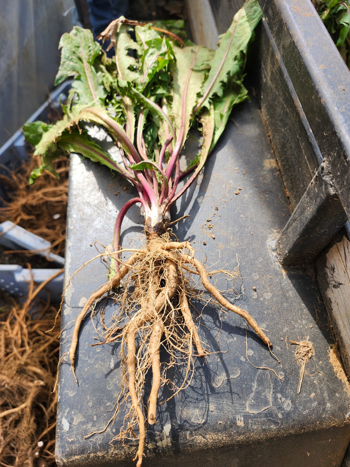 Organic Dandelion Root
