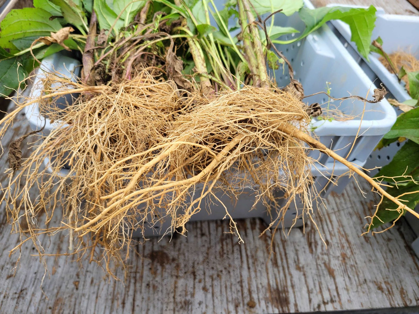 freshly harvested Organic echinacea roots