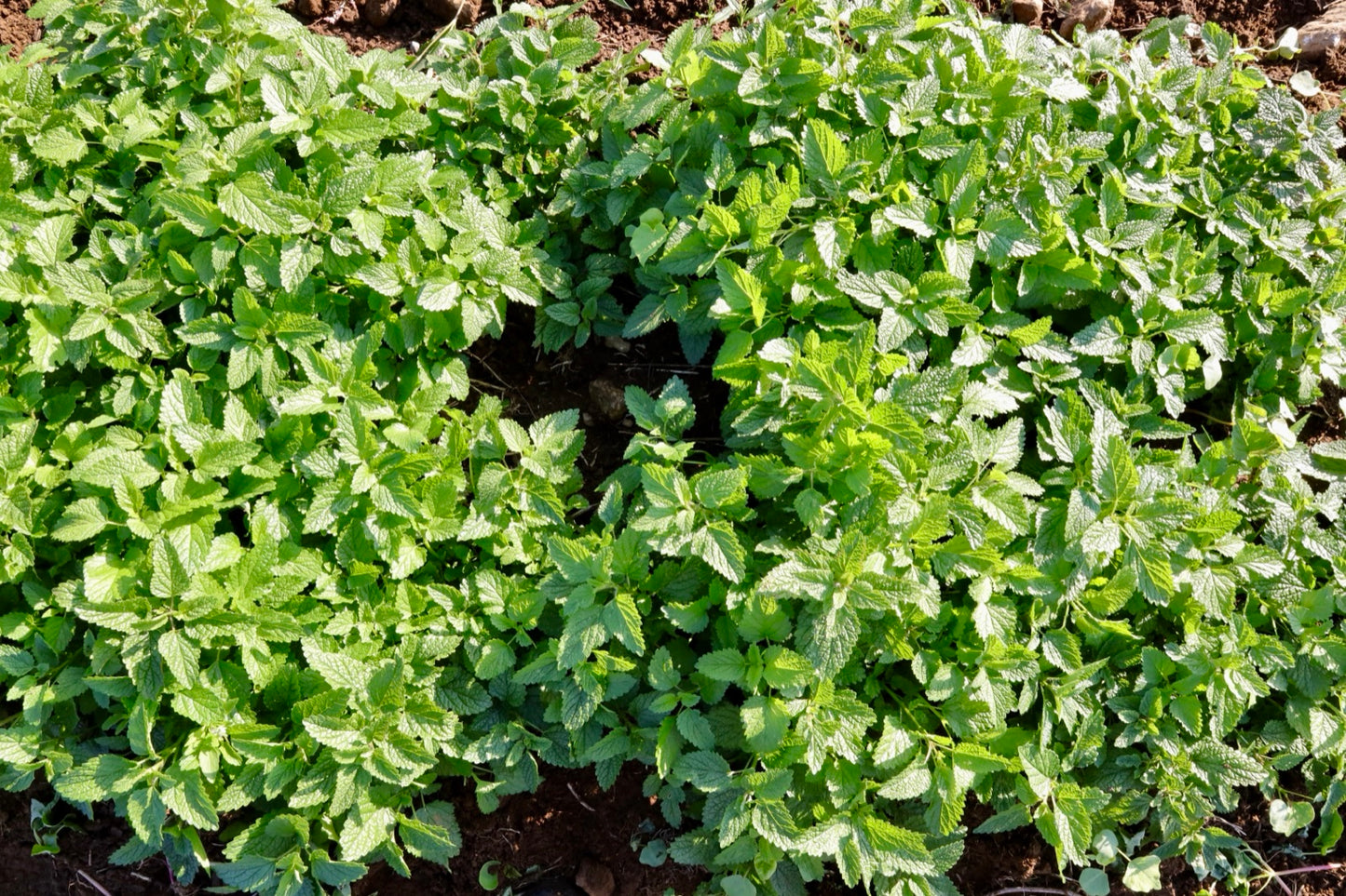 Lemon balm plants growing in the field