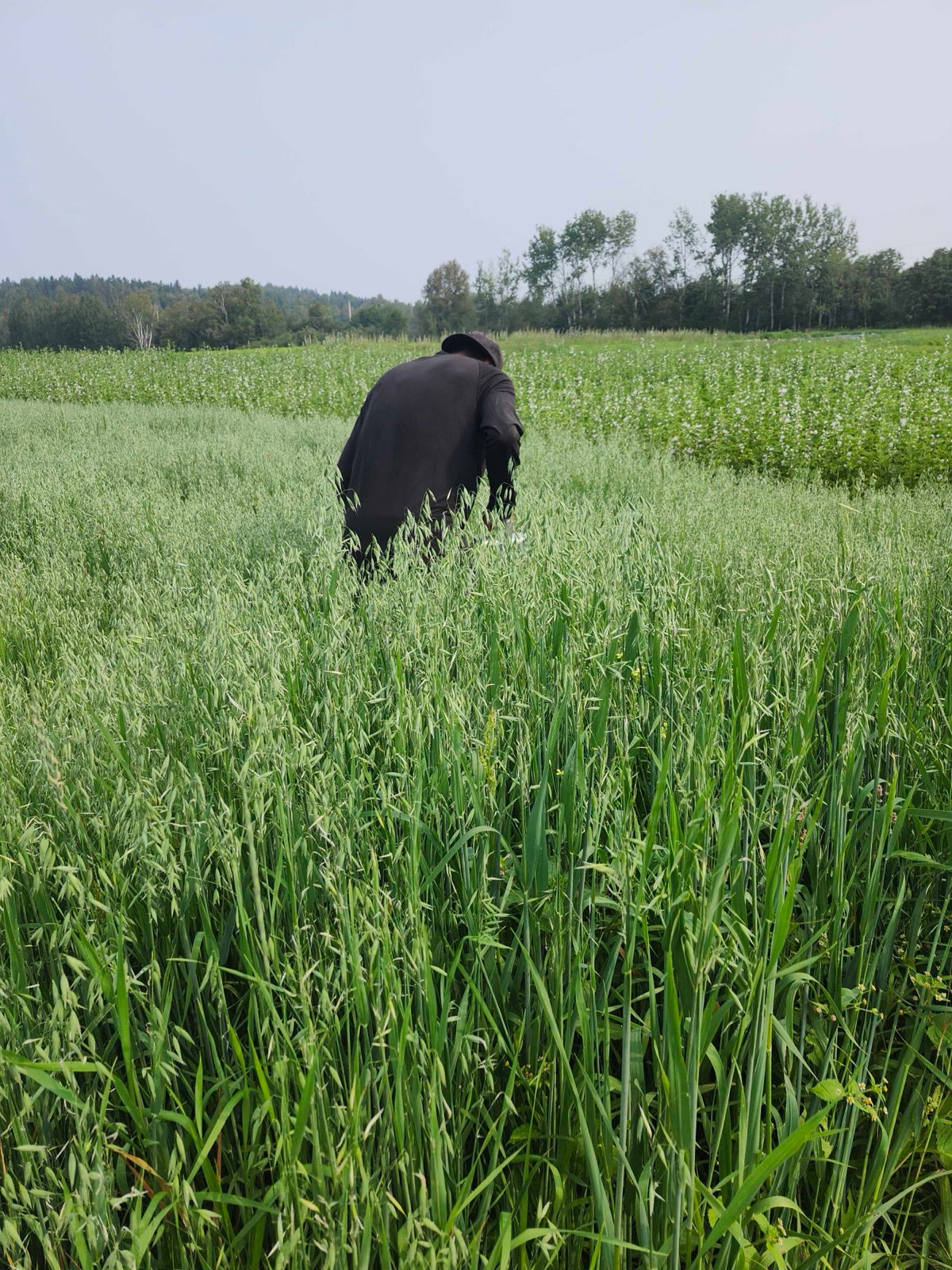 Farmer harvesting milky oats in the field