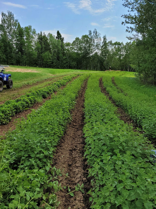 Nettle field rows on the hilltop