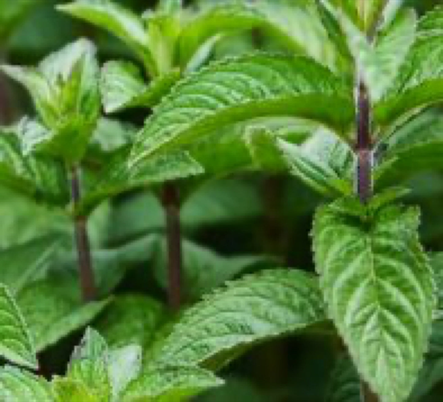 Peppermint leaves closeup in the field