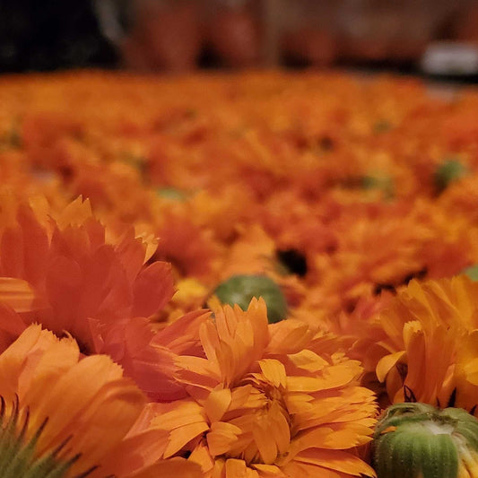 Vibrant Organic Calendula drying on racks