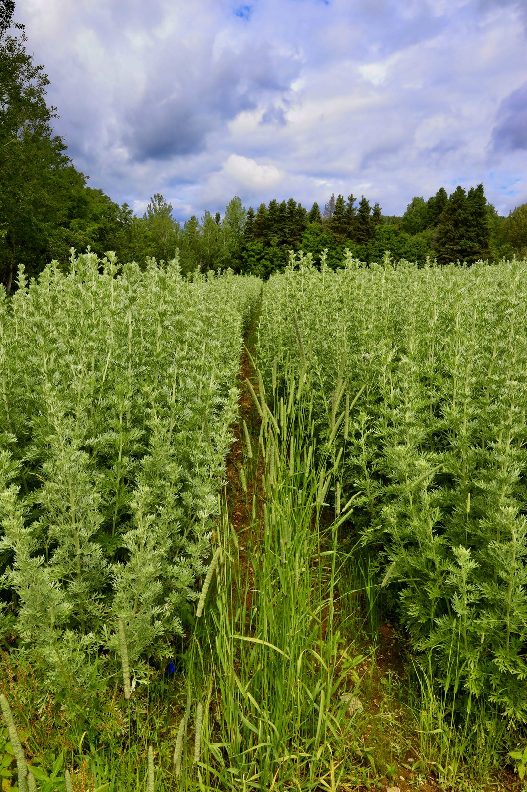 Organic Wormwood