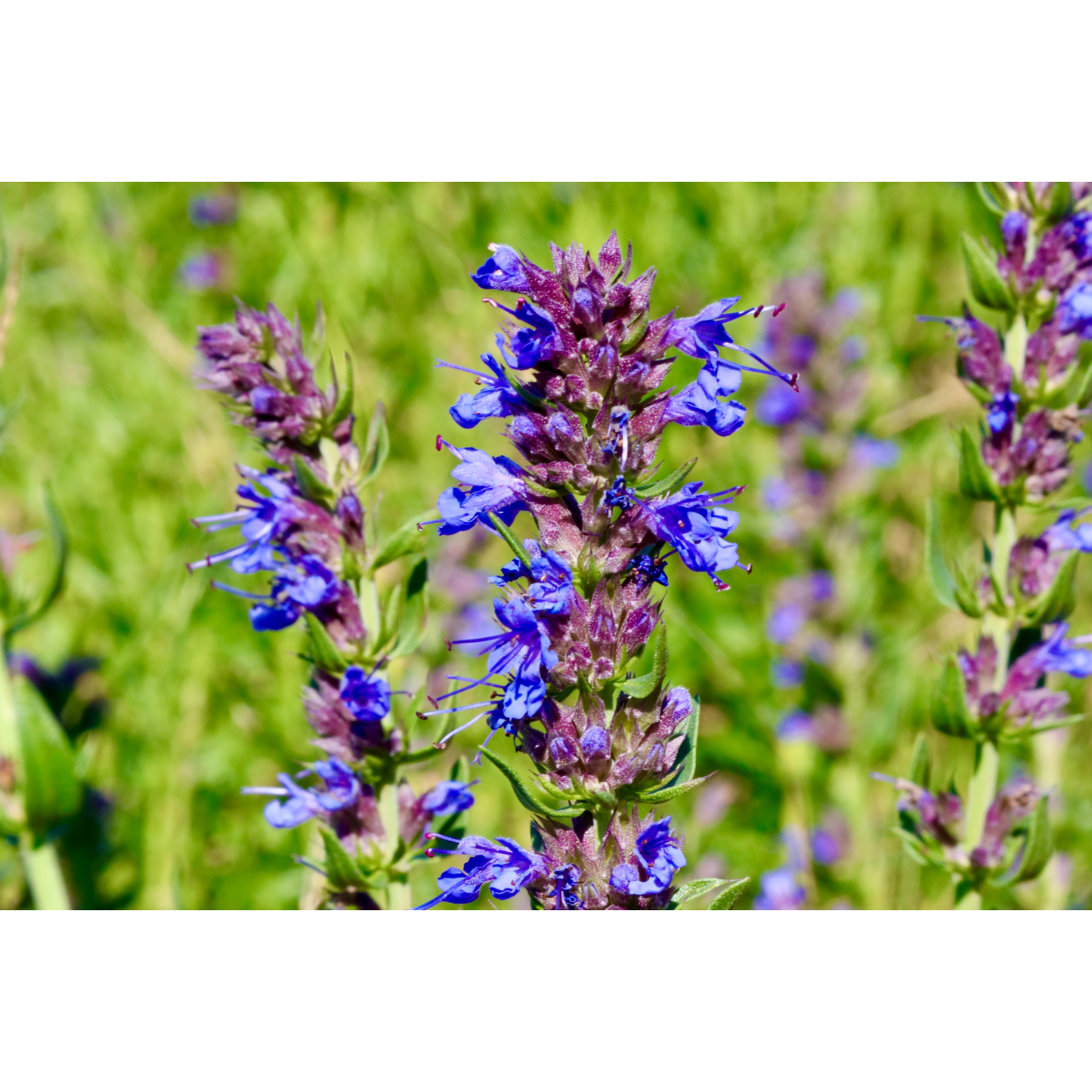 Bright Hyssop at peak growth high zoom