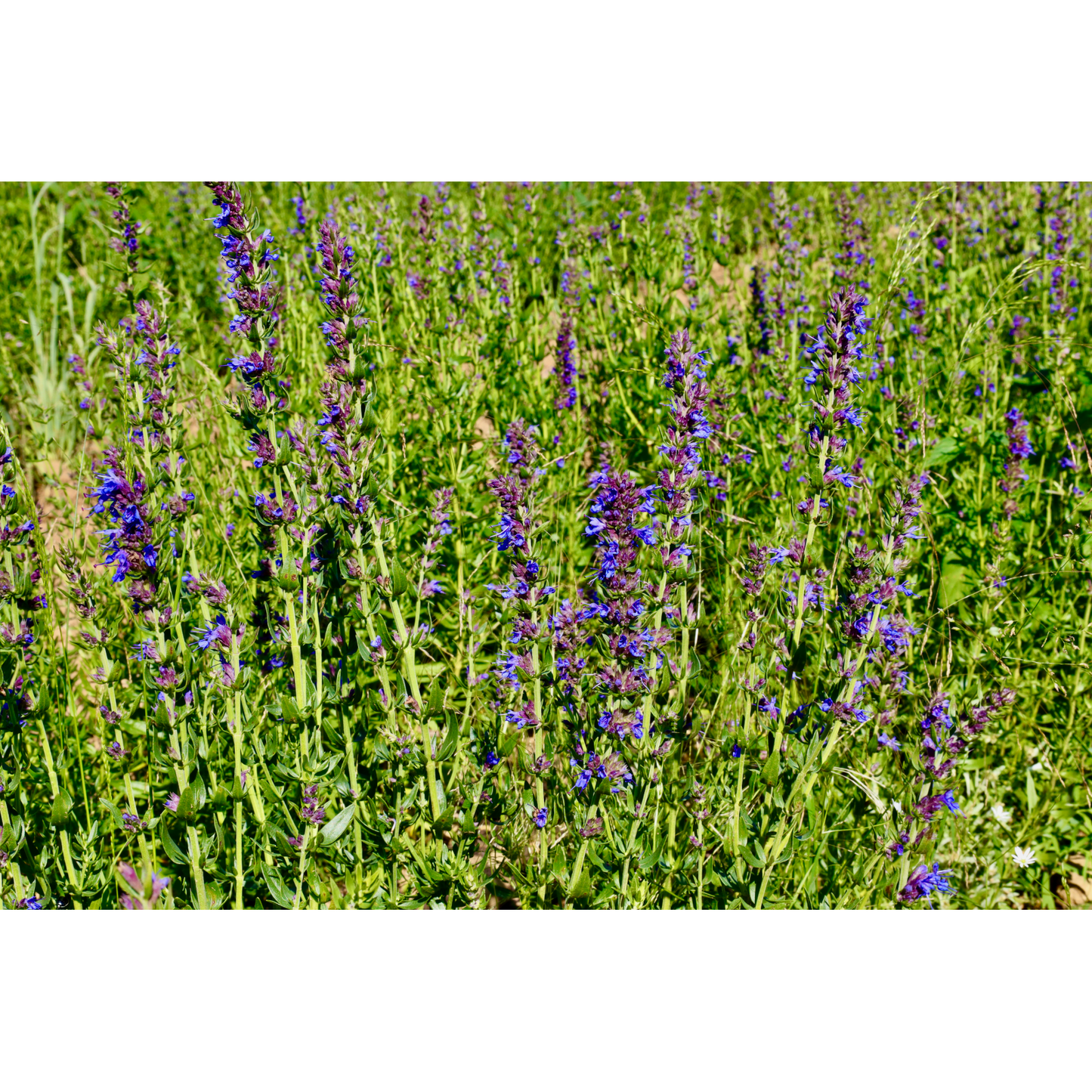 Hyssop in a field