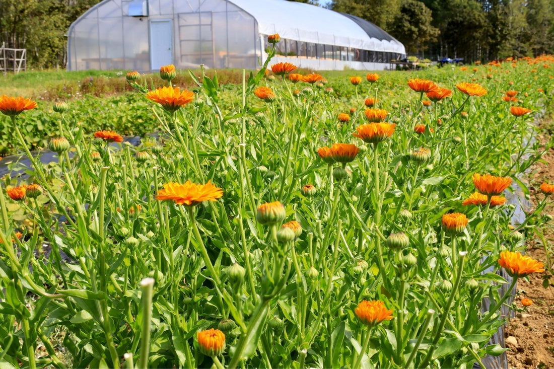 Medicinal Herb Calendula in Front of Greenhouse