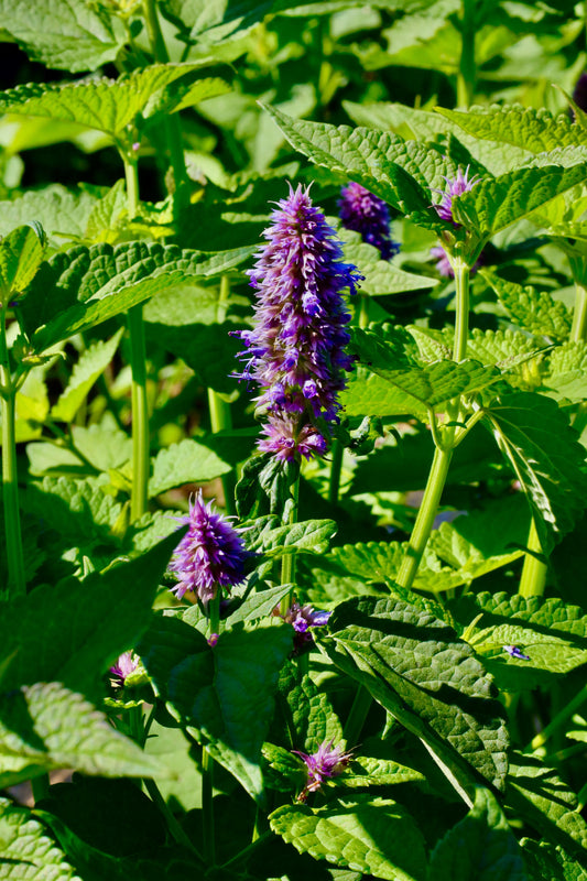 How to Grow Anise Hyssop From Seed: Planting, Care & Harvest