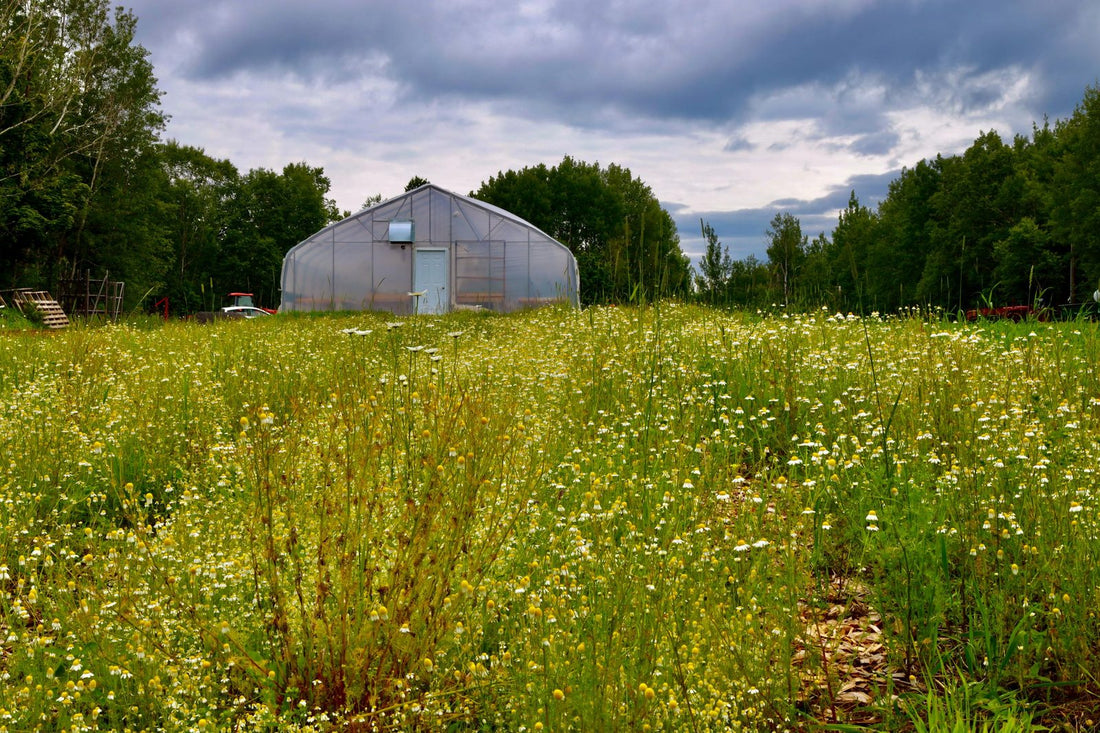 Rows of flowering German chamomile running up to the greenhouse under a cloudy sky at La Ferme À Ciel Sur Mer