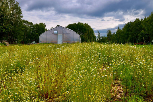 Rows of flowering German chamomile running up to the greenhouse under a cloudy sky at La Ferme À Ciel Sur Mer