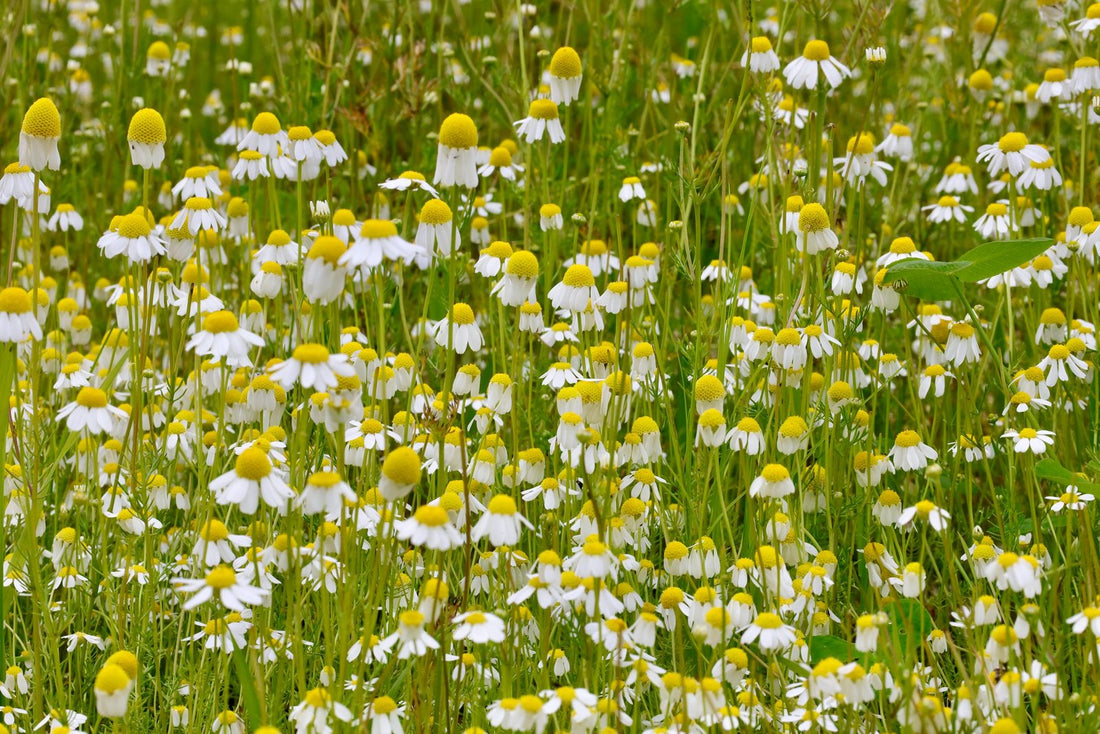 A dense bed of German chamomile flowers with white petals and raised yellow centres at La Ferme À Ciel Sur Mer