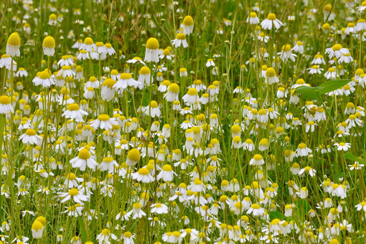 A dense bed of German chamomile flowers with white petals and raised yellow centres at La Ferme À Ciel Sur Mer