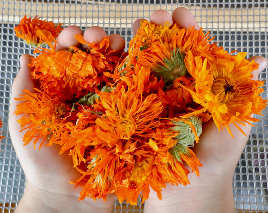 Dried Vibrant Calendula for Salve