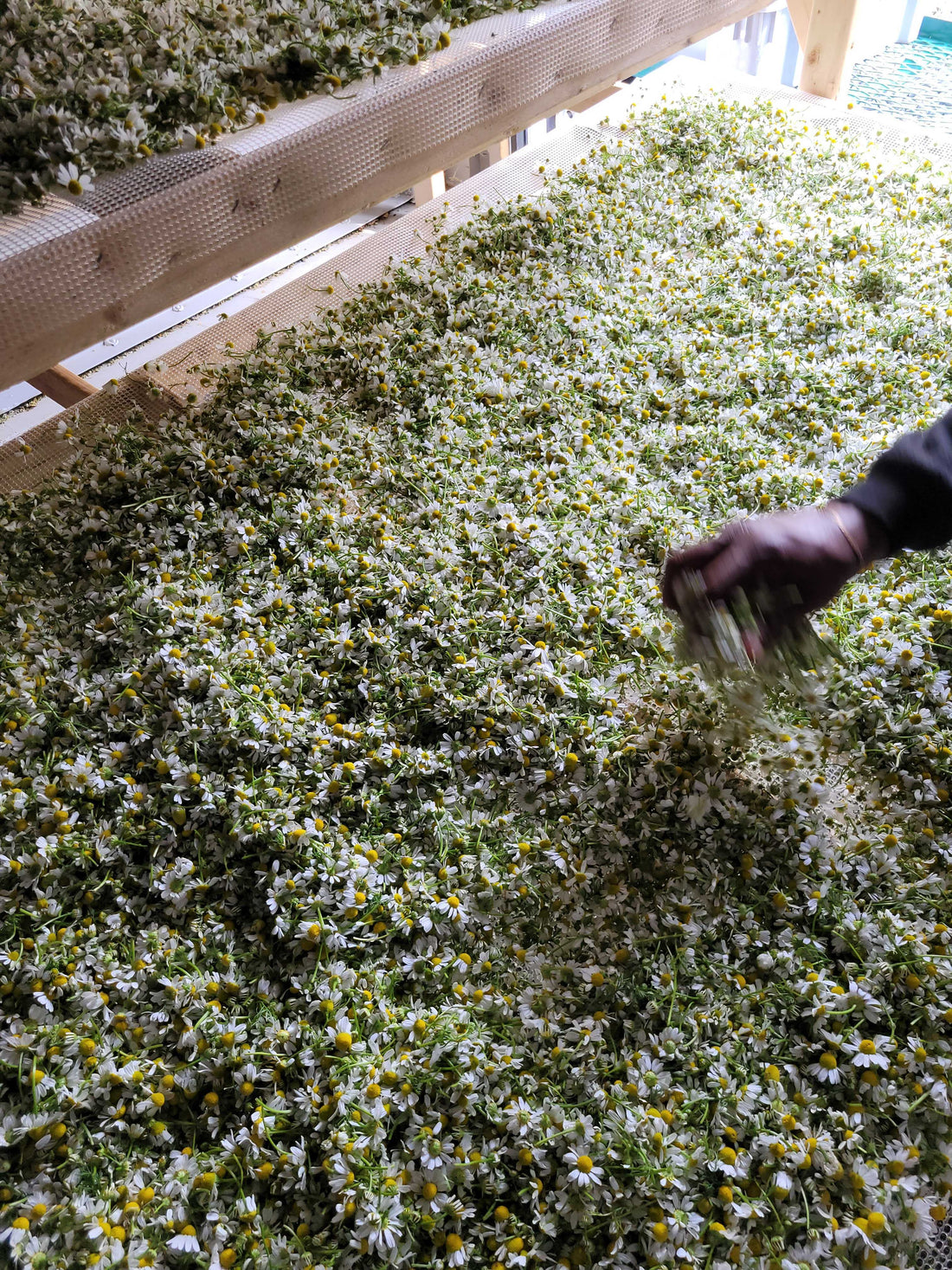 Drying Chamomile in Passive Racks