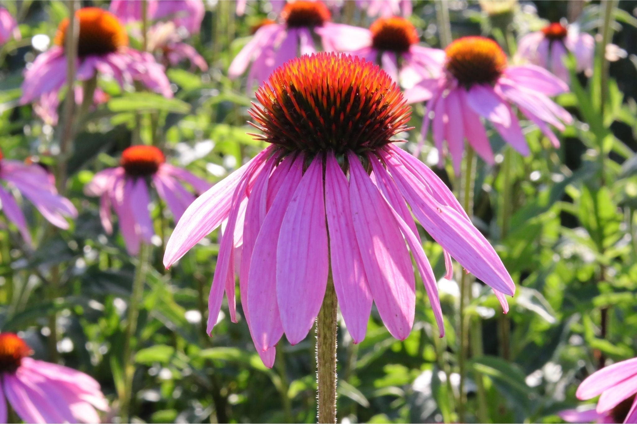 Organic Echinacea Tea: Benefits, How to Brew & Dry It - La Ferme À