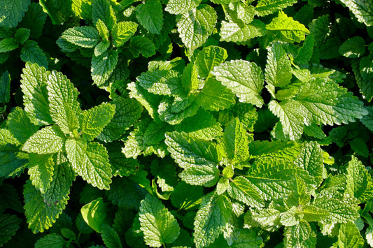 Organic Lemon Balm in her Glory