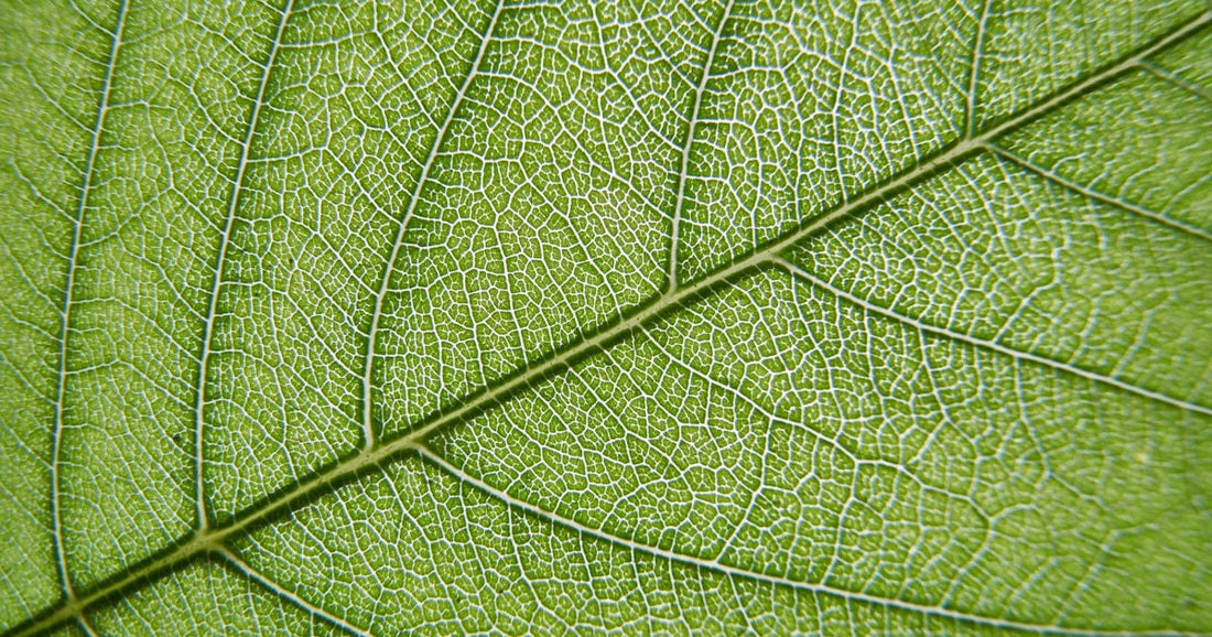 Whole leaf loose leaf tea